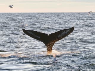 From Reykjavik: Midnight Sun Whale Watching Tour — gallery 2