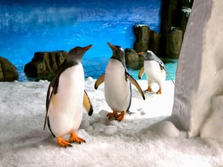 SEA LIFE Melbourne Aquarium Tickets — gallery 2