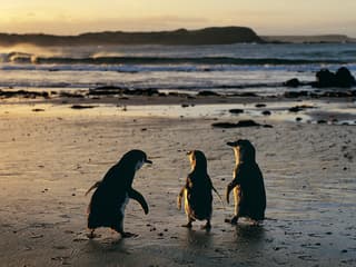 Koala Conservation Reserve Tickets & Optional Entry to Phillip Island Nature Parks — gallery 2