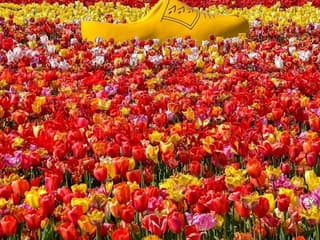 The Tulip Barn: Entry Ticket — gallery 2