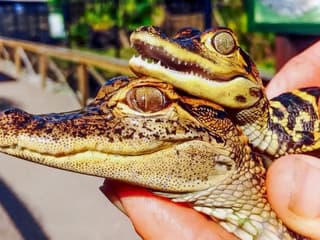 Miami: Private Everglades Airboat Tour [Group Pricing] — gallery 3