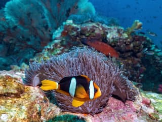 From Phuket: Phi Phi Island & Maya Bay Tour by Catamaran with Lunch & Hotel Transfers — gallery 3