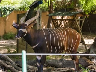 Barcelona Zoo: Skip The Line Ticket — gallery 3