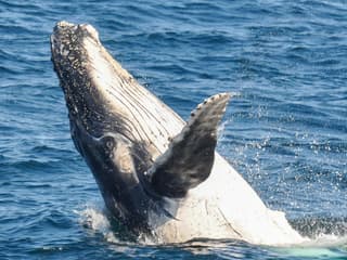 Whale Watching Cruise with Beverages & Snacks tickets, Gold Coast, photo 3