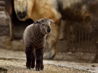 Ménagerie, Zoo of the Jardin des Plantes: Skip The Line — gallery 1