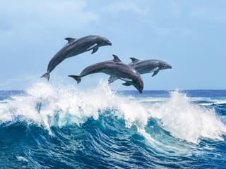 2 Hour Guided Dolphin Watching and Cave Cruise in Algarve — gallery 1