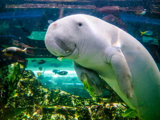 Shark Dive Xtreme Tickets at SEA LIFE Sydney Aquarium — gallery 1