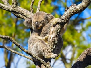 Great Ocean Road & 12 Apostles Reverse Tour — gallery 1
