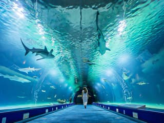 Combo: Oceanogràfic + Hemisfèric Tickets — gallery 3