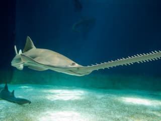 Akvárium v Janově: Rezervovaný vstup, Aquarium of Genoa, Janov