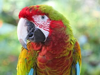 Bloedel Conservatory: Entry Ticket — gallery 1