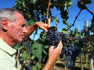Chianti Region Guided Tour with Local Tastings and Vineyards — gallery 3