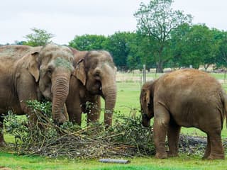 Whipsnade Zoo Entrance Tickets — gallery 2