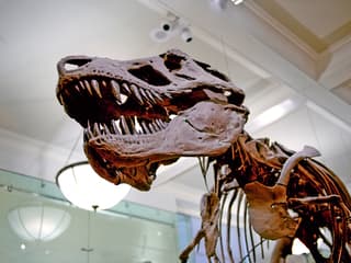Melbourne Musuem Tickets — gallery 2