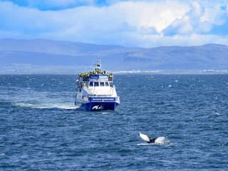 Reykjavik: Whale Watching Boat Tour — gallery 1