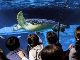 SEA LIFE Porto: Entry Ticket — gallery 1