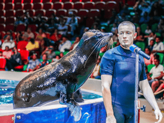 Dubai Dolphinarium: Dolphin and Seal Show — gallery 3