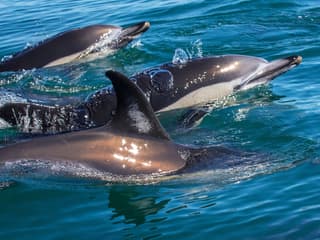 Tour delle Grotte e dei Delfini con X Ride, Albufeira