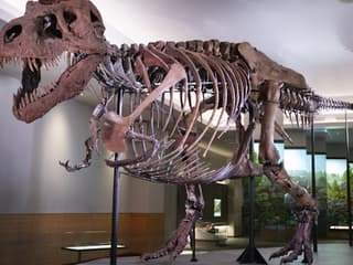 The Field Museum of Natural History: Entry Ticket — gallery 1