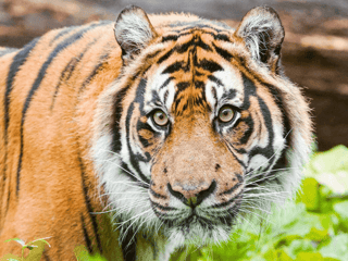 London Zoo Entrance Tickets — gallery 1