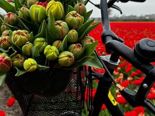 Amsterdam: Small Group Tulip Fields Bike Tour — gallery 3