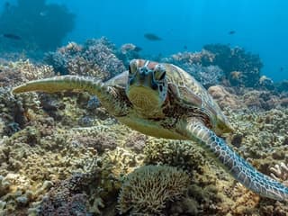 Frankland Islands Reef: Guided Day Cruise from Cairns + Snorkeling + Lunch — gallery 1