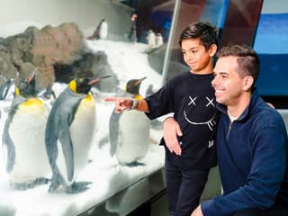 Penguin Passport Tickets: Guided Encounter at SEA LIFE Melbourne Aquarium — gallery 1