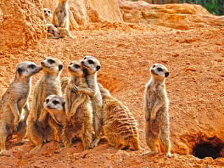 Bioparc Valencia Tickets — gallery 3