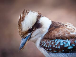 Blue Mountains Off the Beaten Path Guided Bushwalks, Secret Lookouts & BBQ Lunch — gallery 3