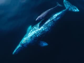 Los Angeles: Luxury Whale Watching Tour — gallery 3