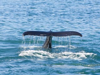 Jervis Bay Wild Whale Watching Cruise — gallery 1