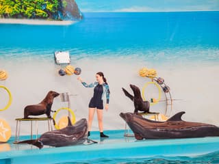 Phuket Dolphin Show Tickets: Foreigners — gallery 3