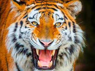 Fast Track Access to Terra Natura Benidorm — gallery 3
