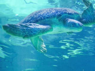 Audubon Aquarium & Insectarium: Combo Entry Ticket — gallery 2
