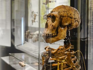 Natural History Museum Vienna Entry Tickets — gallery 3