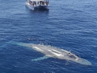 Los Angeles: Luxury Whale Watching Tour — gallery 1