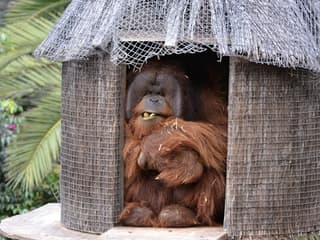 Jungle Park: Entry Ticket — gallery 2