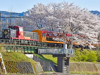Billete del Tren Romántico de Sagano: de Saga hacia/desde Kameoka, Kioto