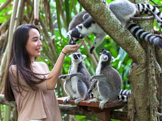 Bali Zoo Combo: Entry Ticket, Breakfast with Orangutans & Elephant Mud Fun — gallery 3