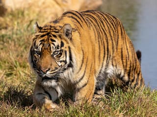 WILD LIFE Sydney Zoo Tickets — gallery 2