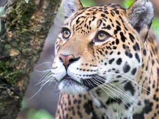 ARTIS Amsterdam Kraliyet Hayvanat Bahçesi: Giriş Bileti, ARTIS Amsterdam Royal Zoo, Amsterdam