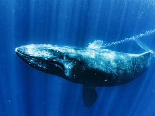 Premium Whale Watching Cruise by SeaWorld — gallery 1