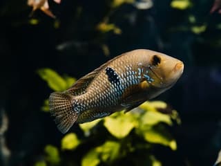 Aquarium du Grand Lyon: Entry Ticket — gallery 2