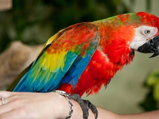 Kuala Lumpur Bird Park Tickets — gallery 2