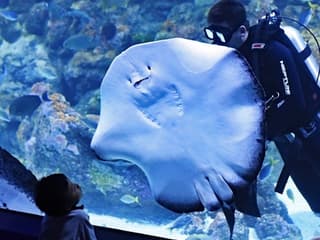 Cairns Aquarium: Entry Ticket — gallery 2