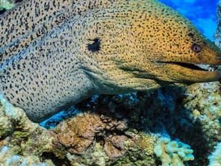 Hurghada: Guided Scuba Diving Experience + Roundtrip Transfer + Lunch — gallery 3