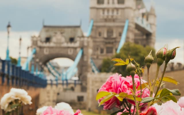 Pink roses in bloom with Tower Bridge in the background on a spring day in London