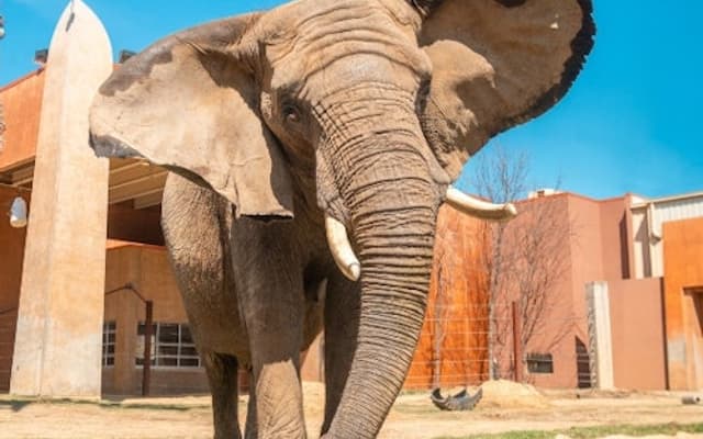 African elephant standing in its enclosure at Toledo Zoo under a clear blue sky