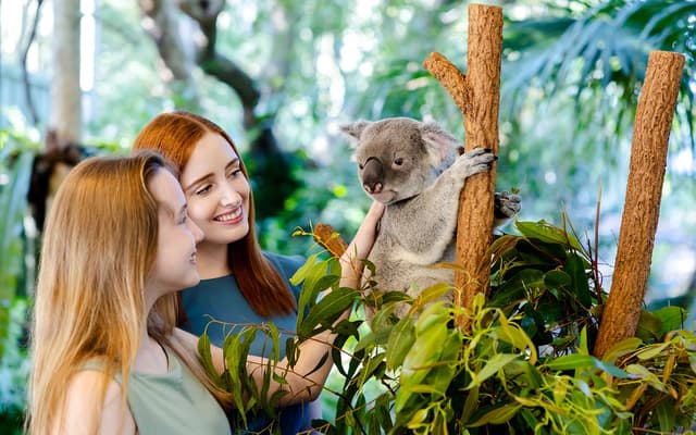 Two smiling women meeting a koala on a eucalyptus branch at a Brisbane wildlife sanctuary