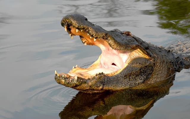 American alligator with jaws wide open in the water on an Orlando wildlife adventure